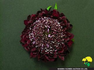 Scabiosa japonica Classic Wine.jpg